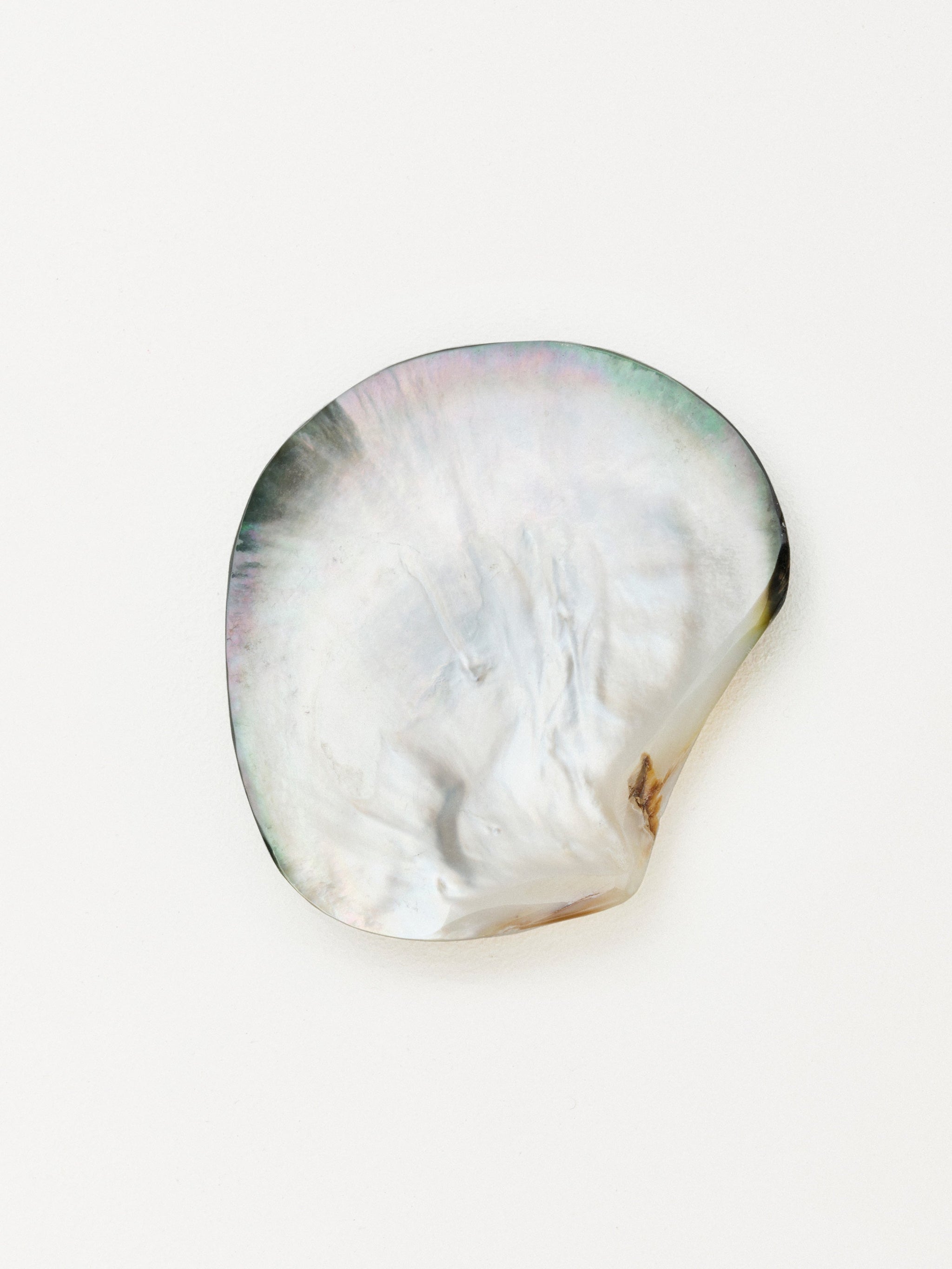 Shell | Small – Fourth St