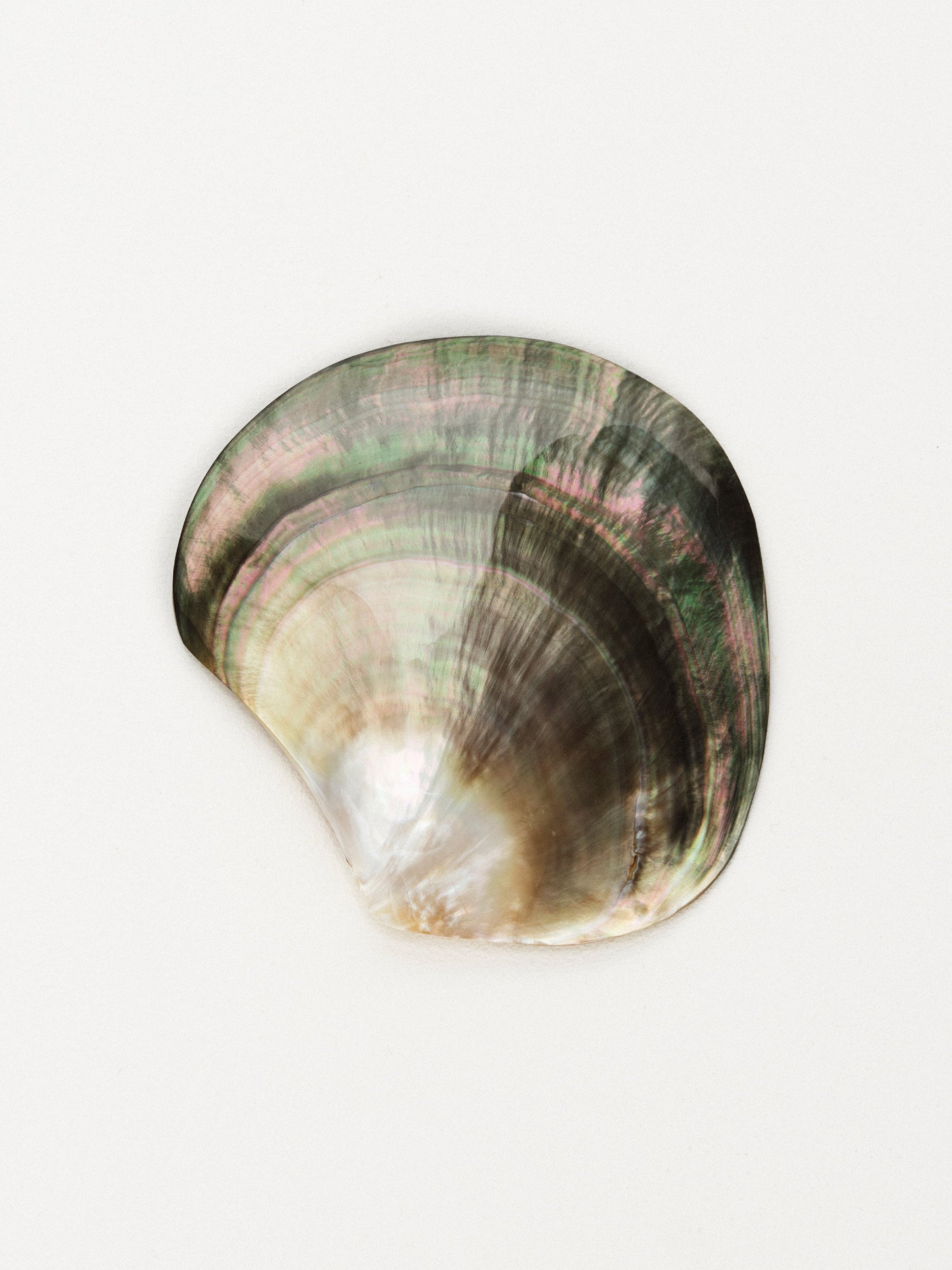 Shell | Small – Fourth St